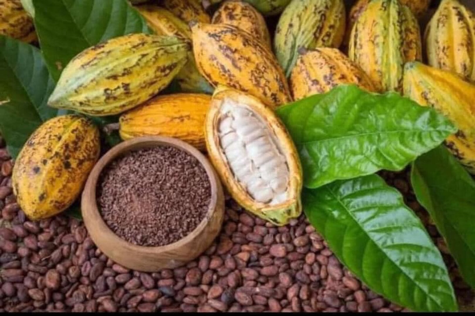 Côte d'Ivoire: Cocoa Harvest Expected to Rise by 25% in 2024-2025